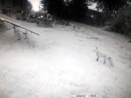 Fox caught