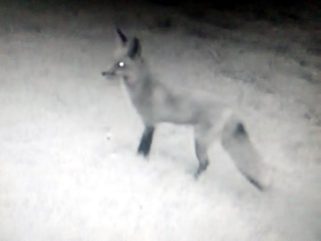 Fox caught 2