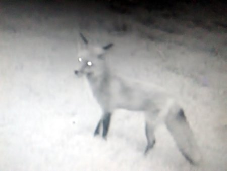 Fox caught 4