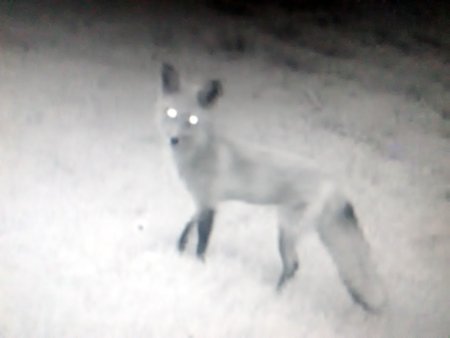 Fox caught 5