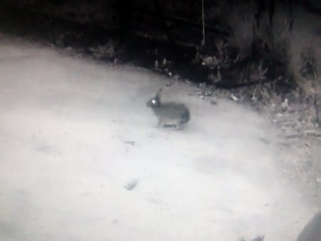 Hare caught