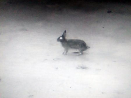 Hare caught 2