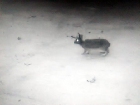 Hare caught 3