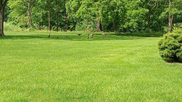 Ferncliff Cemetery