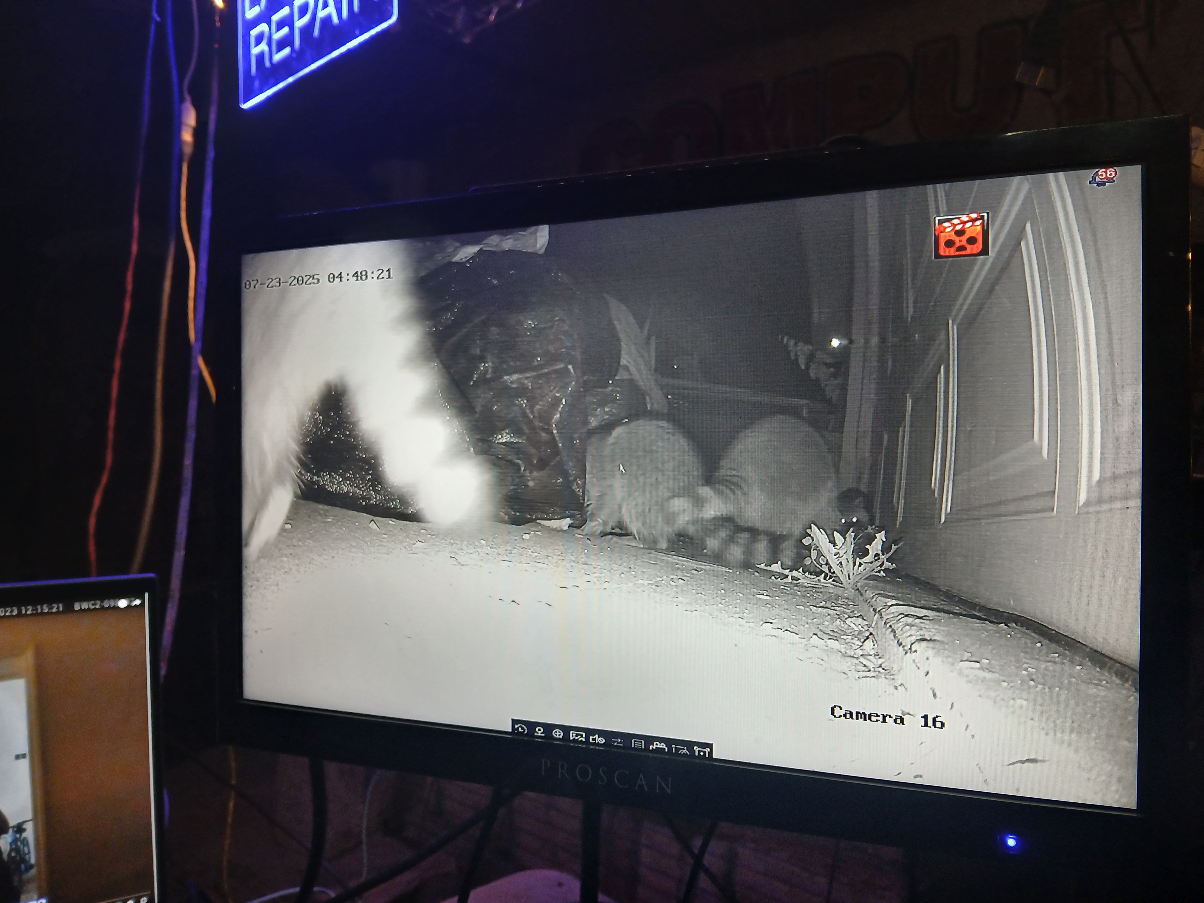 Great Raccoon
