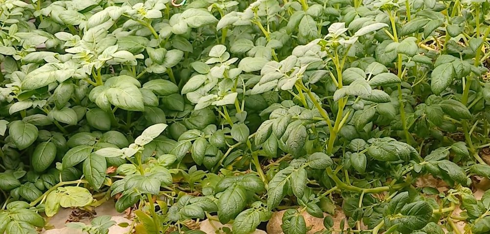 Great indoor Growing